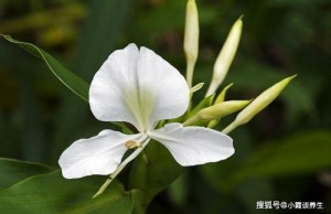 十二生肖哪个理直气壮