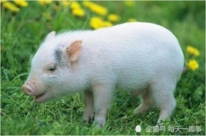 十二生肖猪的婚配属相