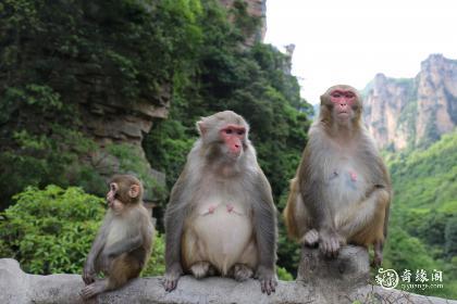 四月猴子满山溜是什么意思