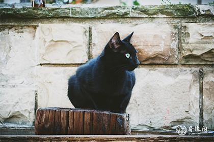 猫和什么属相相克